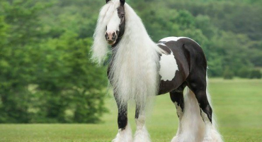 Cikánský tažný kůň (tinker): popis, vlastnosti, péče, údržba a účel